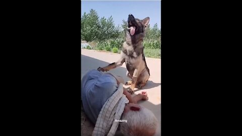 Very smart dog helps people