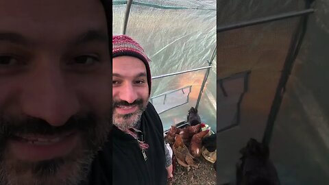 On the homestead with Claudio the Rooster