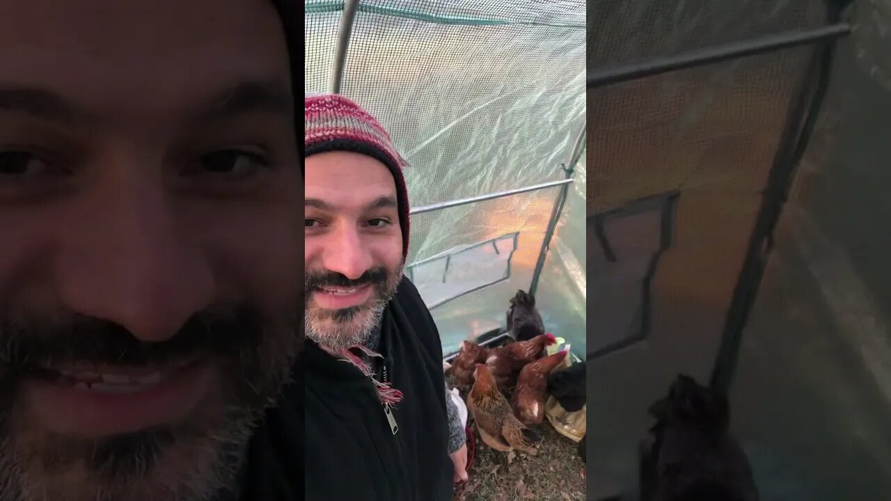 On the homestead with Claudio the Rooster