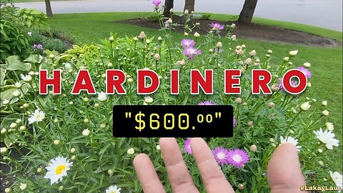 HARDINERO - "$600" ♣︎ Lakay's Lawncare Life