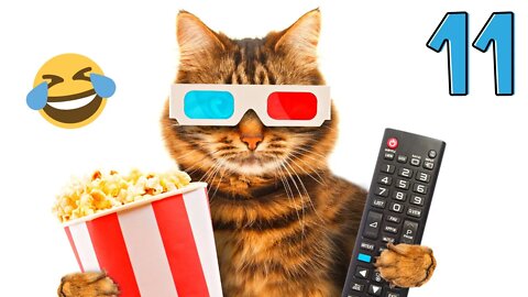 Funny animals - Funny cats / dogs - Funny animal videos #11