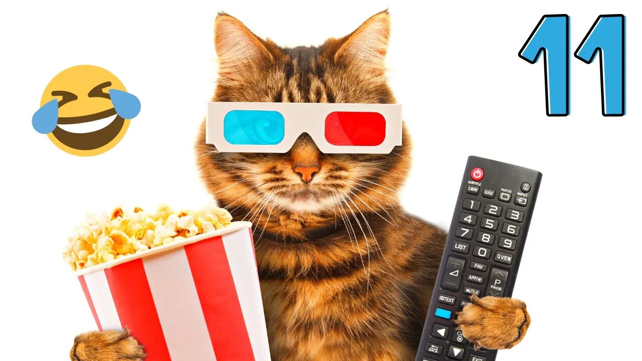 Funny animals - Funny cats / dogs - Funny animal videos #11