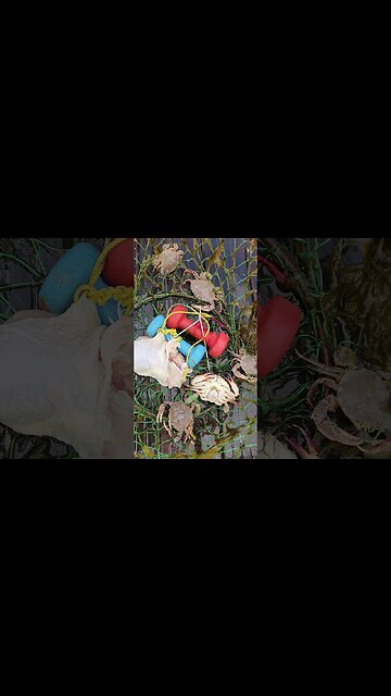 QUINTRIPLE Lady crabs🦀🦀🦀🦀🦀