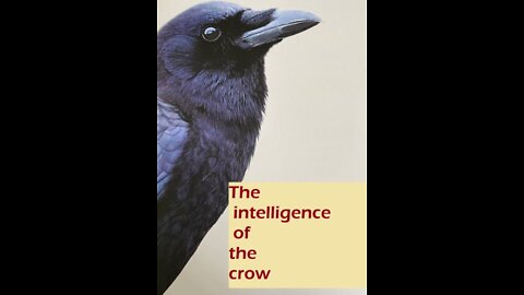 The intelligence of the crow 3