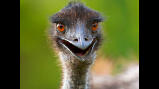 Emu fun - National bird Australia - Lone Pine Koala Sanctuary