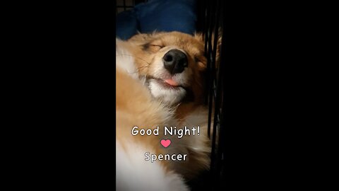 Adorable sleeping puppy