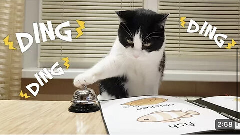 Cat with waiter