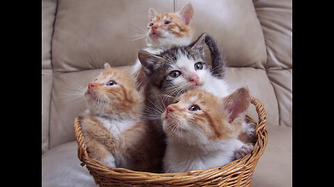 FUNY CATS AND DOG #SHORT VIDEO #FUNNY VIDEO