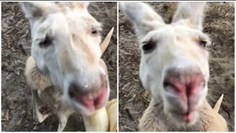 Sjelden og søt albino-kenguru elsker bananer
