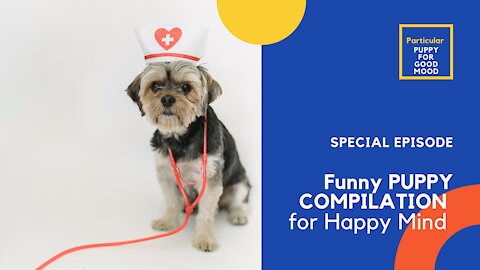 Cute Puppy Smart Dog video compilation for laughing time