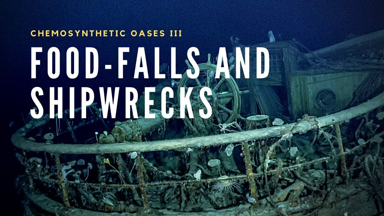 Deep-Sea Food Falls _ A Tale of Wood and Bone | Nature World Explore