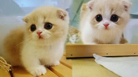 This Munchkin Kitten Will Melt Your Heart With Cuteness