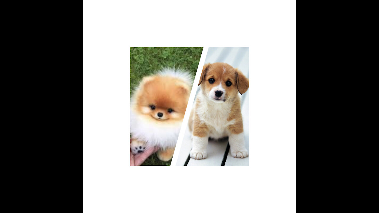 Baby Dogs - Cute and Funny Dog Videos Compilation #25 | Aww Animals