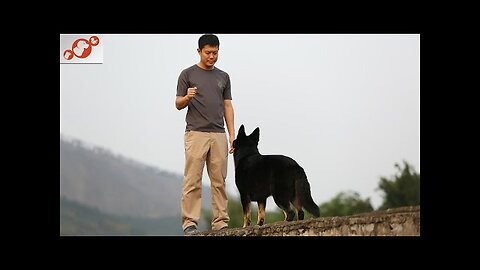 🐕 Basic Dog Training – TOP 7 Basic Commands Every Dog Must Know!