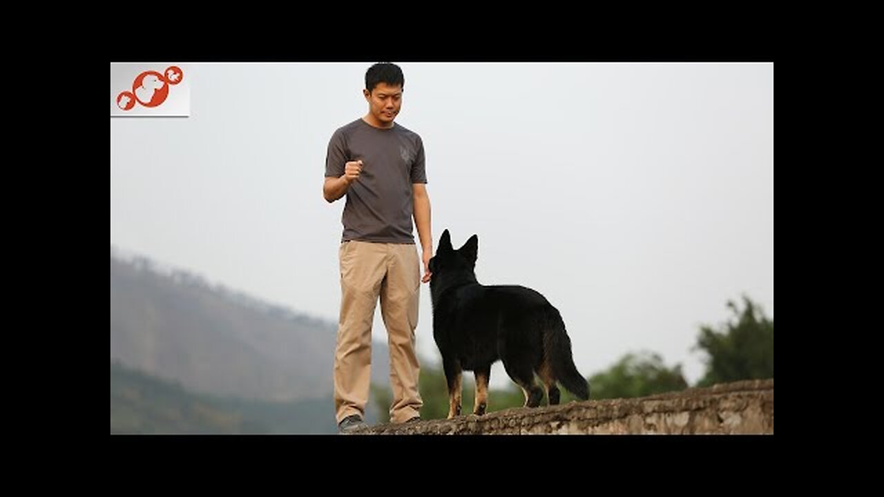 🐕 Basic Dog Training – TOP 7 Basic Commands Every Dog Must Know!