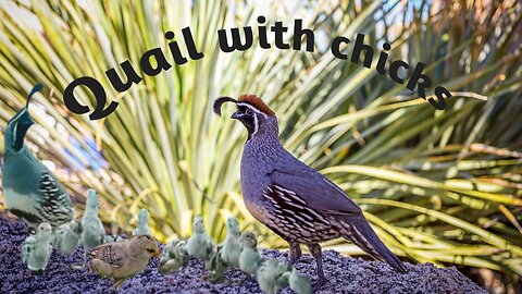 Quail birds drinking water with its babies.
