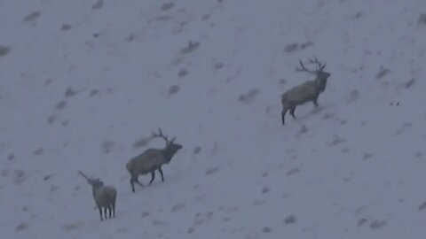 FOLLOW THE LEADER. . .MONSTER BULLS!