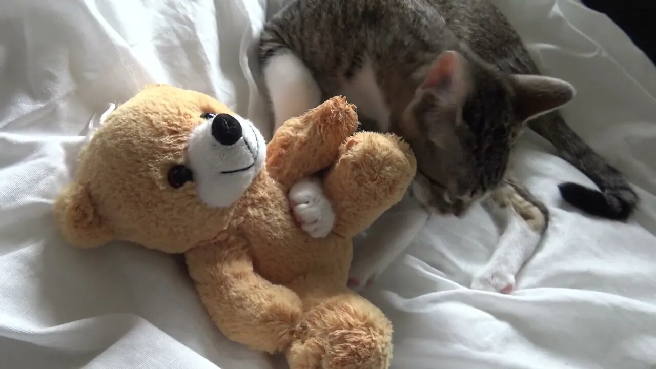 Kitten Rudolph and His Toy Bear