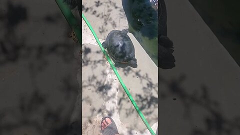 Cooter turtle making its way back to the pond #koipond #shorts