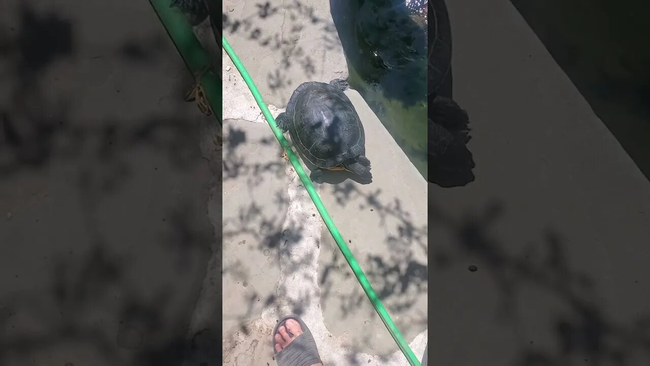 Cooter turtle making its way back to the pond #koipond #shorts