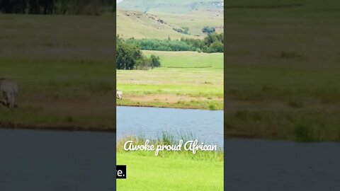 Awoke Proud African