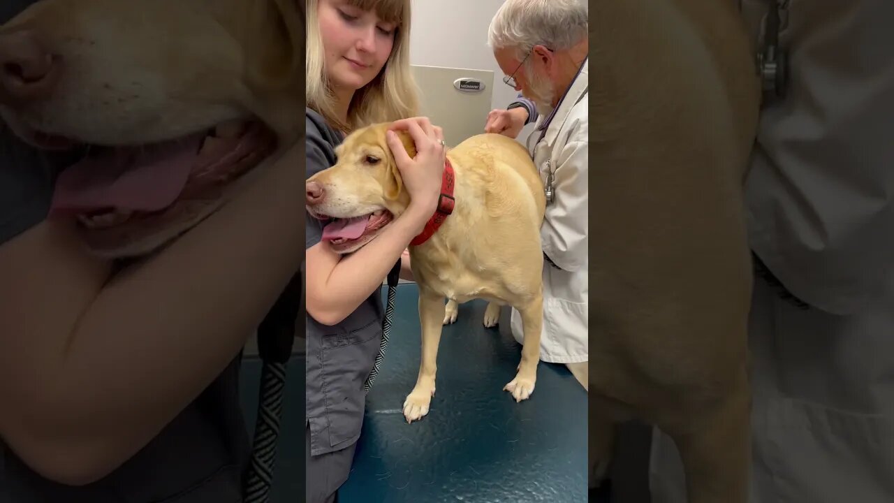 Maggie at the chiropractor #dog #rv #shorts #rvlife #puppy #rvmiles #labrador