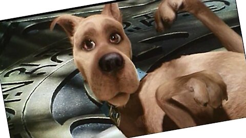 Big Basket Vs Real Dog So Funny Prank 2021