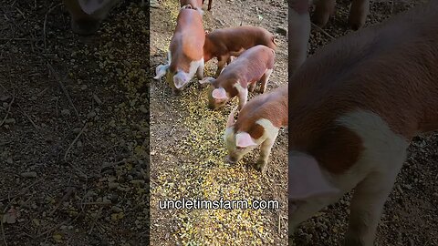 Piglets Eating Breakfast @UncleTimsFarm #kärnəvór #carnivore #shorts #hereford #freerangepigs