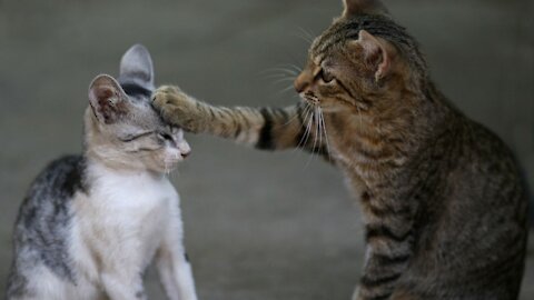 Cute Cat Videos 😸 Funny Cats to Brighten Your Day