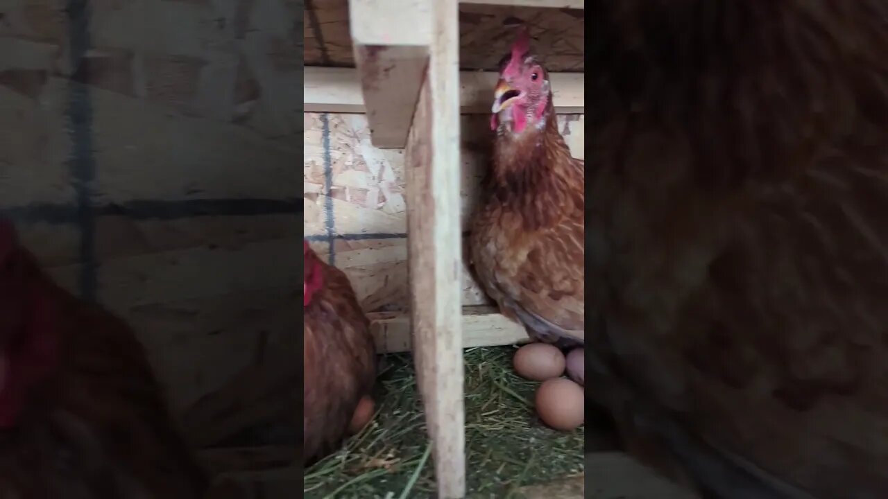 Mornings on the homestead #homesteading