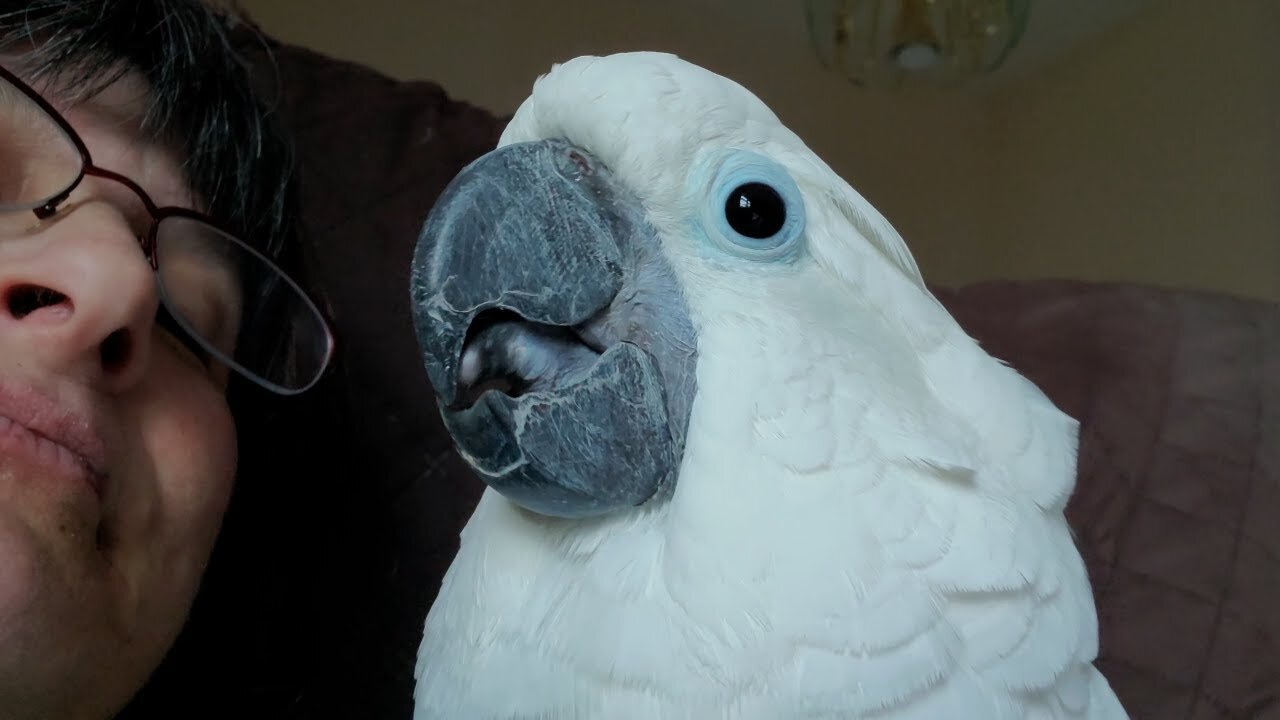 This Cockcatoo Thinks He Is Chewing Gum With His Owner