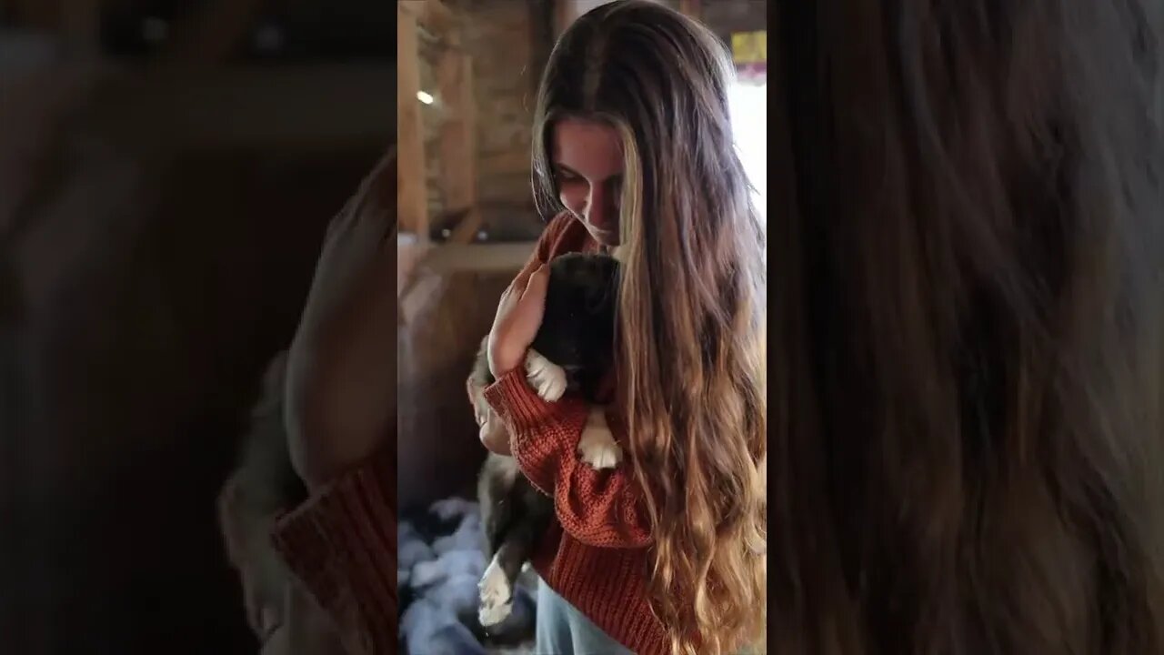 Livestock Guardian Puppies | Heartway Farms #shorts #puppies #fyp #babyanimals #fall