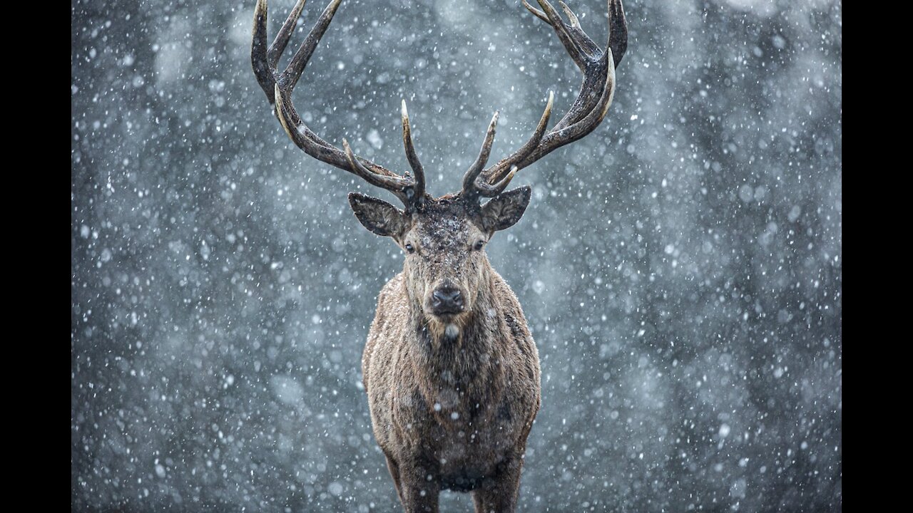 winter and deer