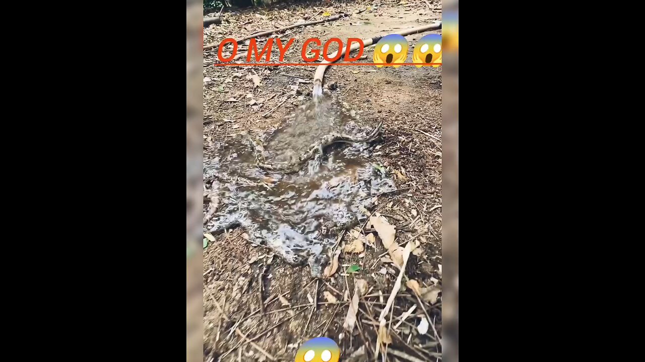 o my God this is impossible 😱😱🔥#snake#viral#short🚫 #rumbale#video