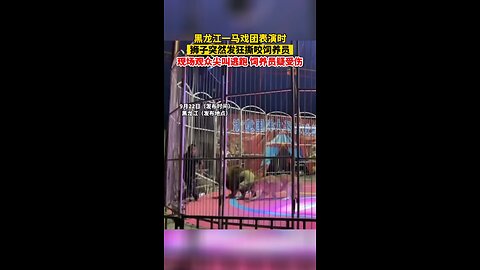 Lion attack on man