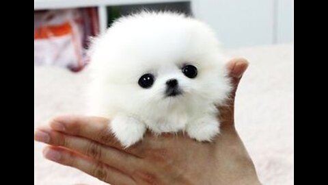 Aww Cute Baby Animals😍- Cutest Animal Compilation