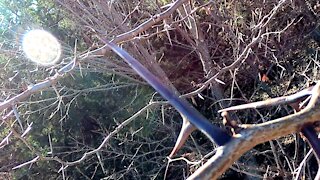 Scary Thorn Tree ~ Wanna Climb?