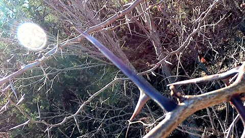 Scary Thorn Tree ~ Wanna Climb?