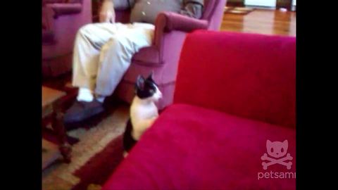 Cat Jumps Into A Fish Tank