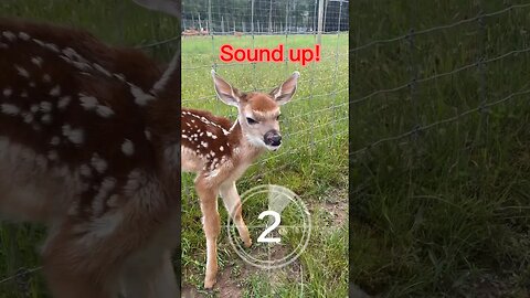 OMG! Hilariously pissed fawn! #fawn #whitetaildeer #animal #deer #deerfarm #deerfarming #fawndeer