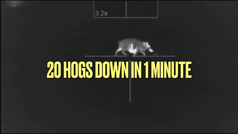 20 HOGS DOWN IN 1 MINUTE