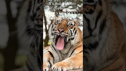 BIG CAT RESCUE~That Monday Feeling! #tiger #bigcatrescue #bigcats #monday #cats #reels #catreels
