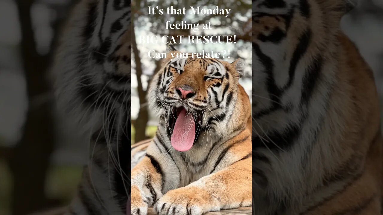 BIG CAT RESCUE~That Monday Feeling! #tiger #bigcatrescue #bigcats #monday #cats #reels #catreels