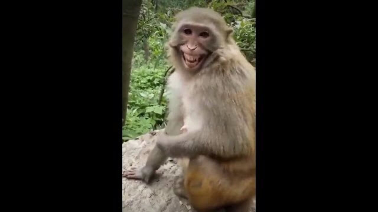 Funny monkey funny videos funny animals 2022