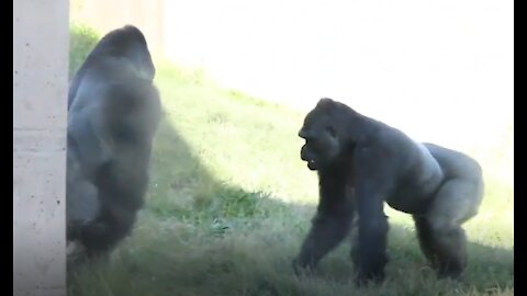 Gorilla Fight in Philadelphia zoo MUST WATCH! 😱😱😱