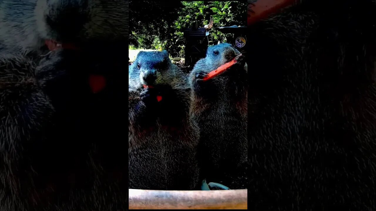 Groundhogs vs Carrots #animals #funnyanimals #shorts