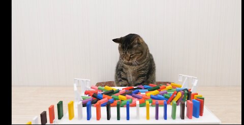 Cats Playing Domino