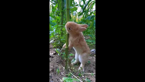 genius rabbit show how to eat