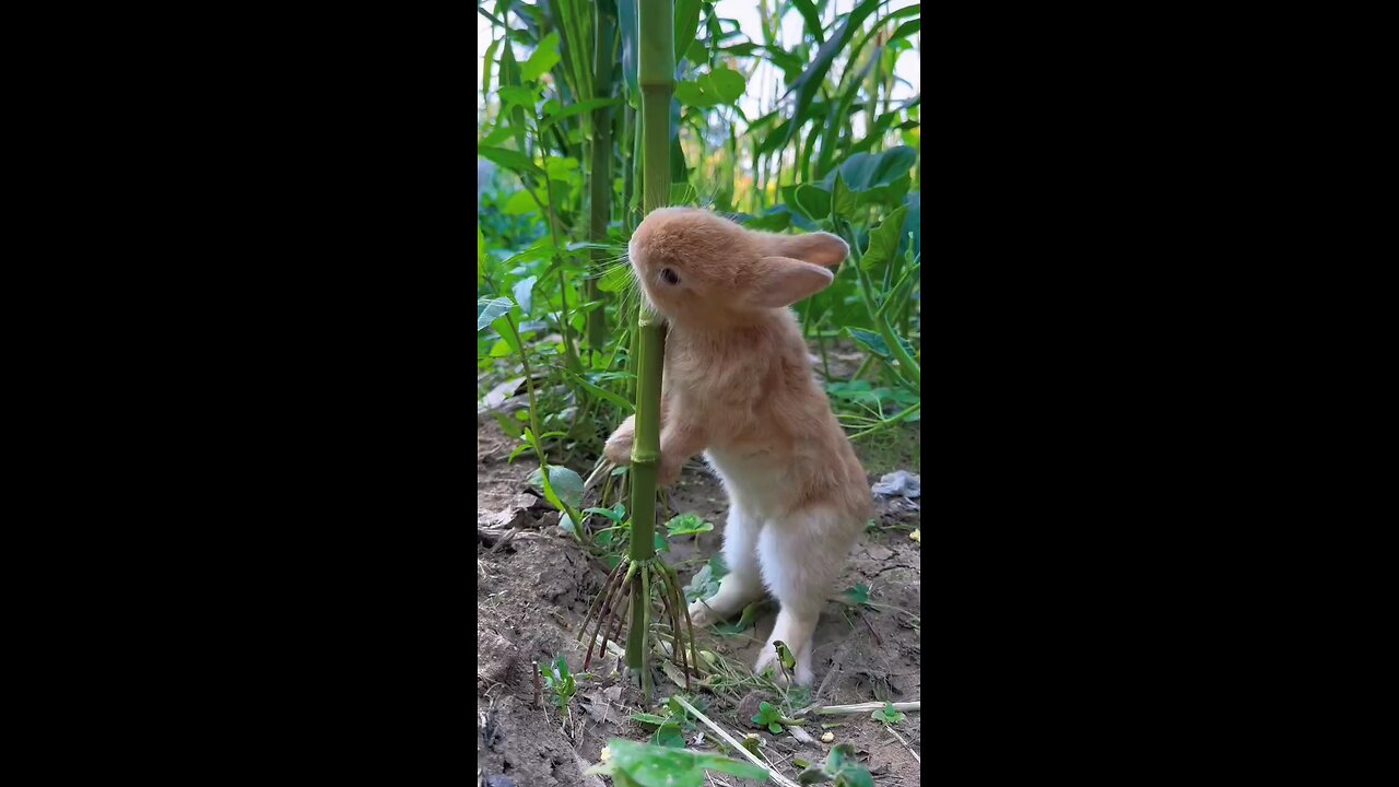 genius rabbit show how to eat