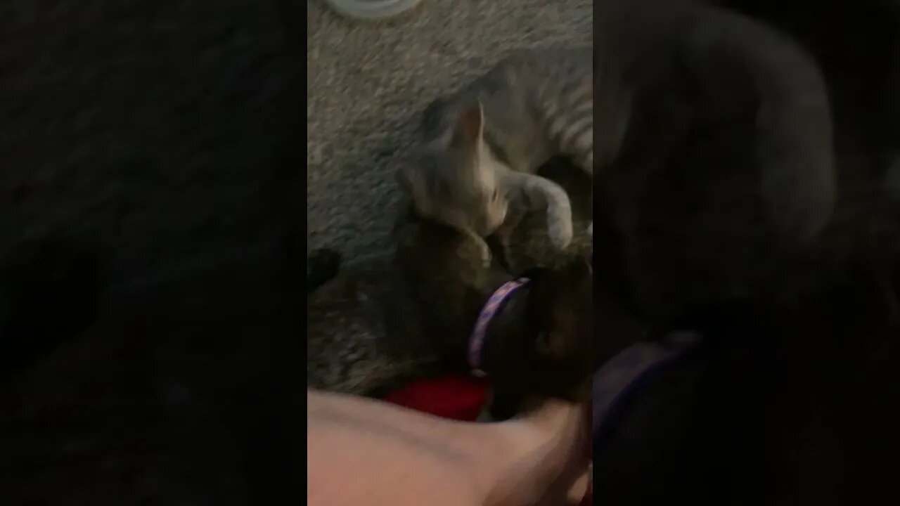 Penny & Wall-ee rumble 4